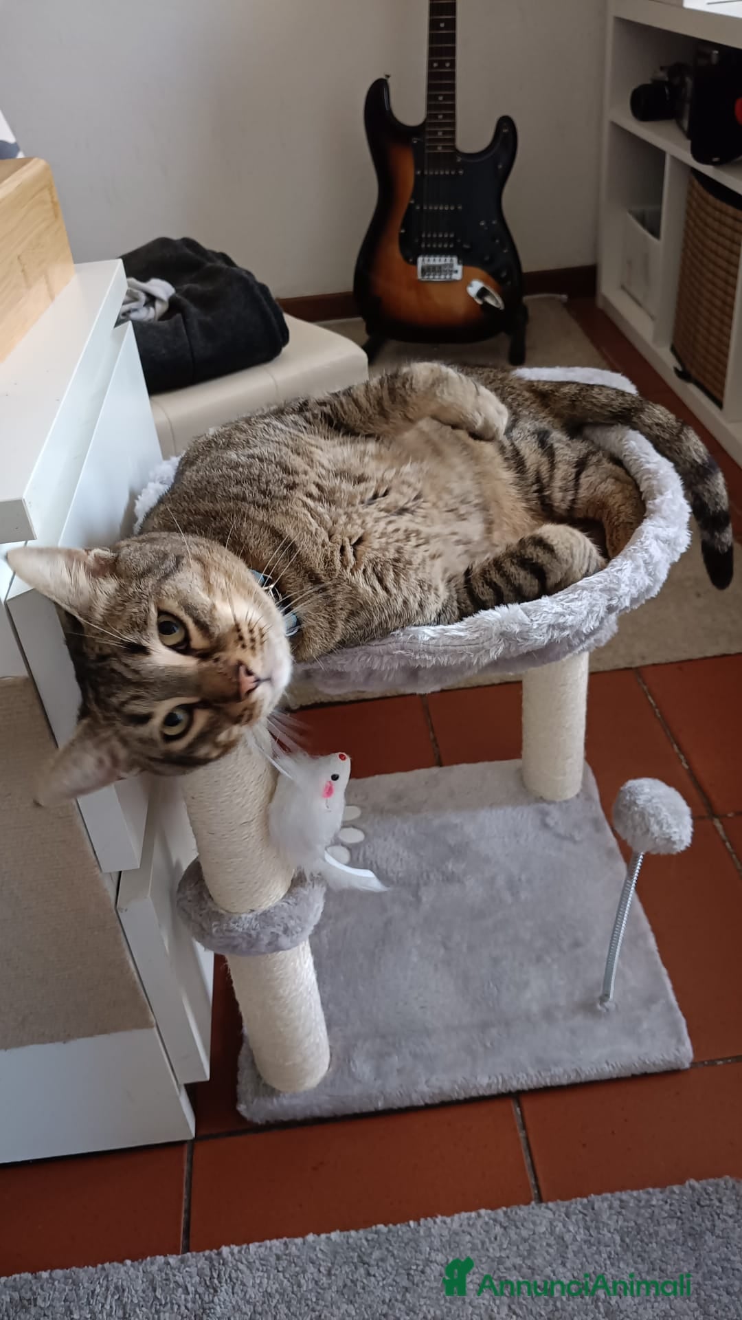 Europeo gatti in regalo: SERVONO ADOZIONI PER SALVARLI  - Annuncio 11