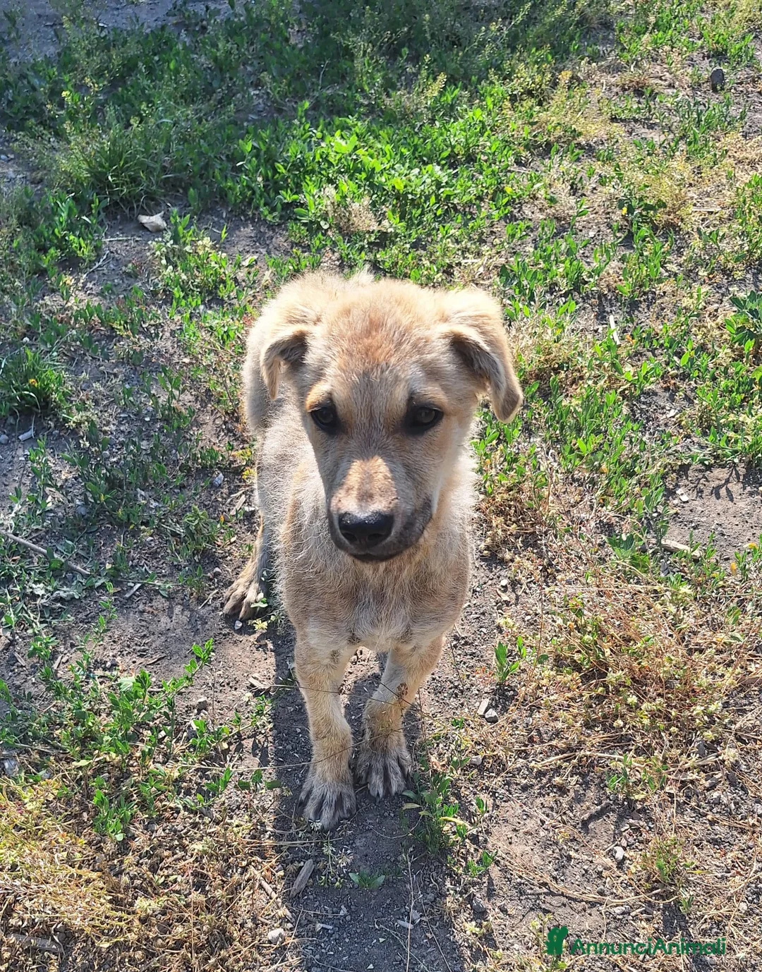 Meticcio cani in regalo: Cucciolo - Annuncio 2