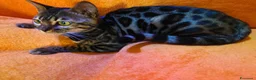 Bengala gatti in vendita: Dolcissima Bellissima gattina Bengala  - Annuncio 4