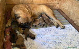 Bullmastiff cani in vendita: Cuccioli Bullmastiff  - Immagine 9