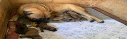 Bullmastiff cani in vendita: Cuccioli Bullmastiff  - Annuncio 9