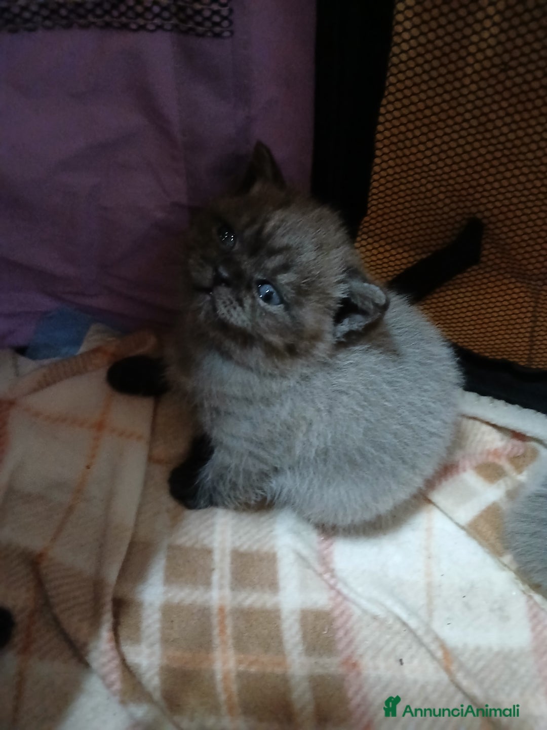 Scottish gatti in vendita: Cuccioli scottish straight - Annuncio 3