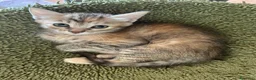 Meticcio gatti in regalo: Regalo gattini  a Provincia di Vibo Valentia - Annuncio 13
