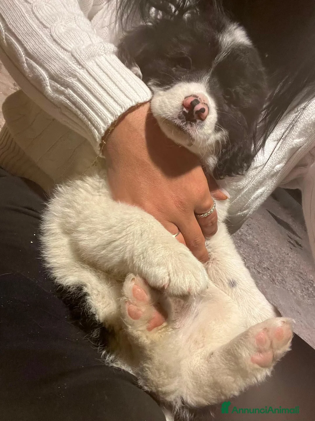 Meticcio cani in regalo: Cuccioli di taglia media piccola  - Annuncio 4