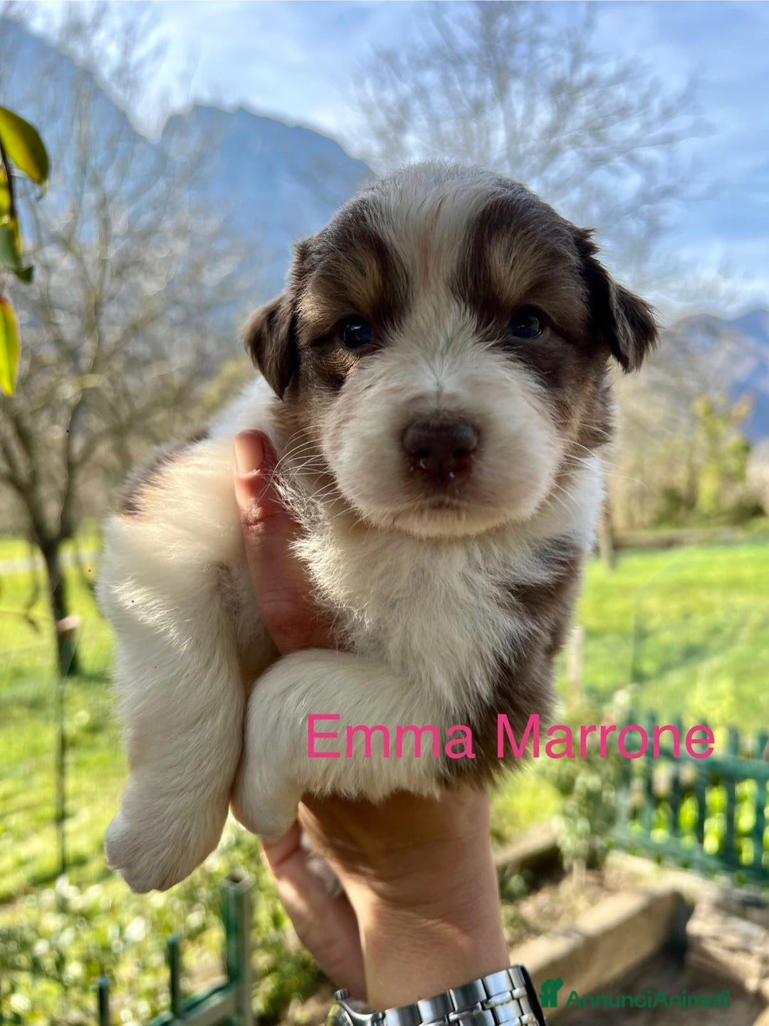Australian Shepherd cani in vendita: MERAVIGLIOSI CUCCIOLI DI AUSTRALIAN SHEPHERD - Annuncio 2