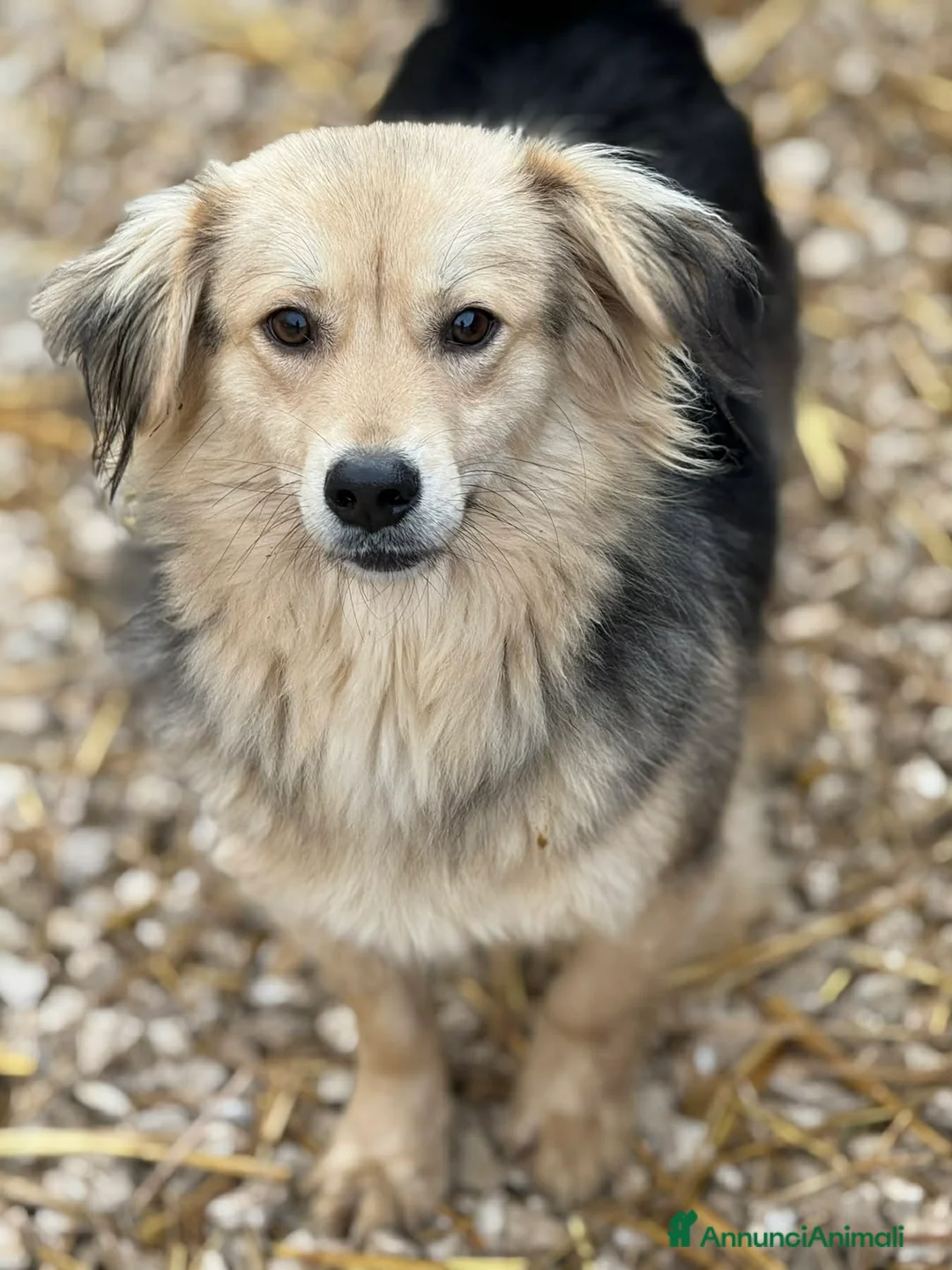 Meticcio cani in regalo: NODI, dolcissimo cucciolo pelosone! Tg PICCOLA - Annuncio 5