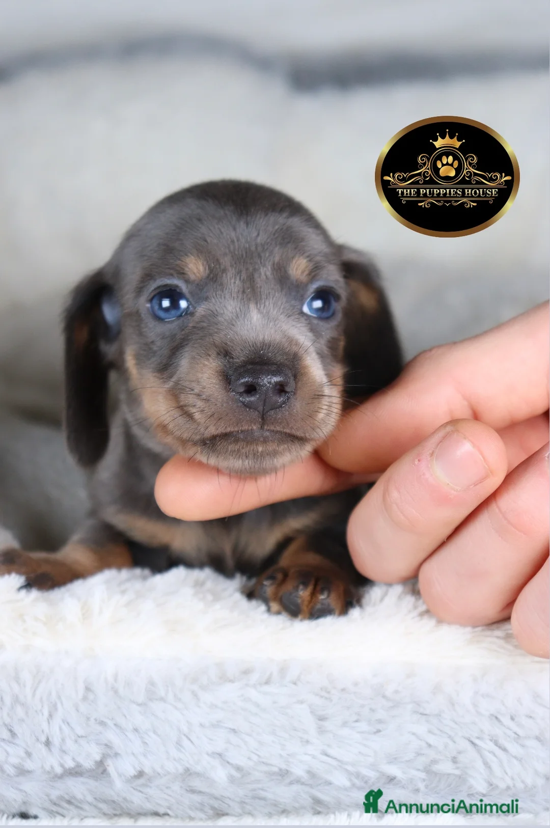 Bassotto cani in vendita: Bassotto Tedesco   - Annuncio 4