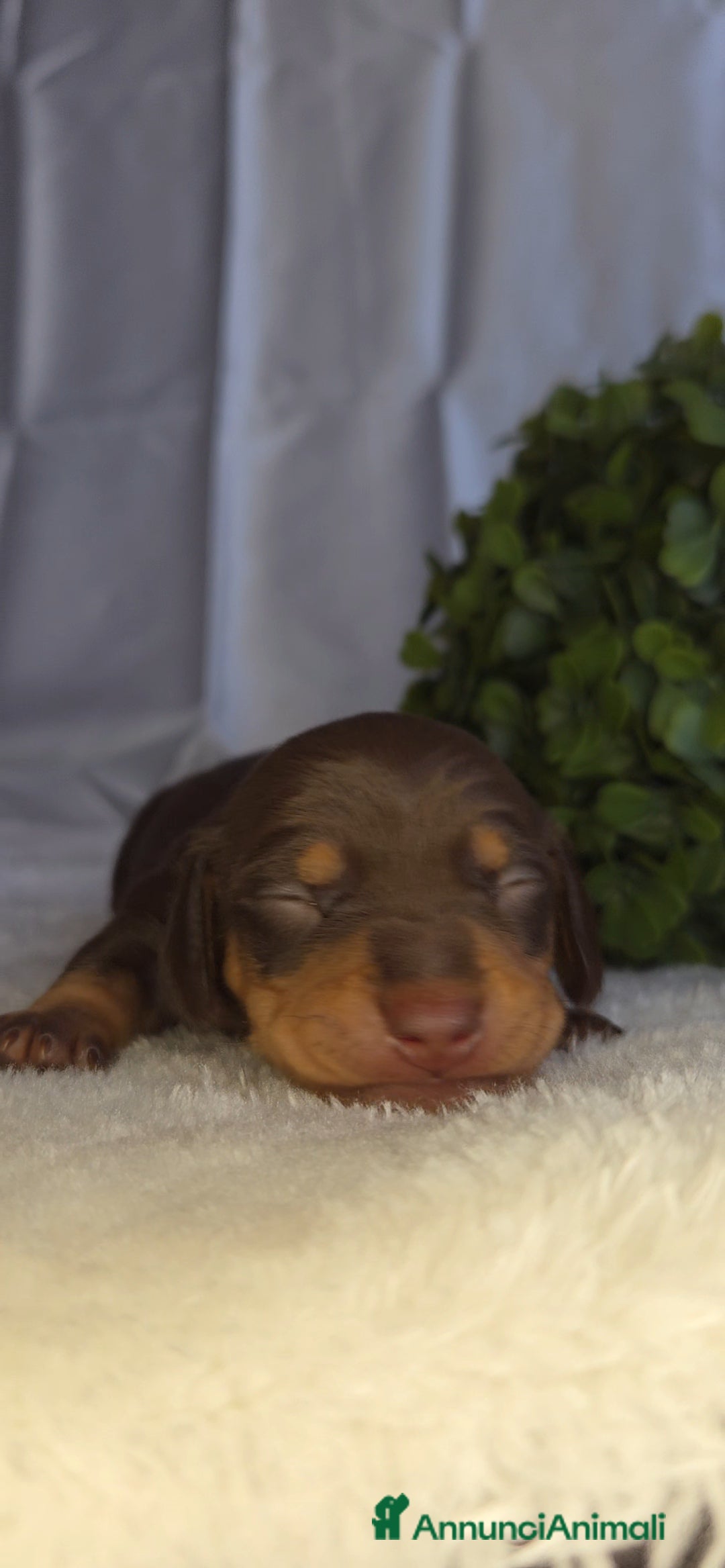 Bassotto cani in vendita: BASSOTTO FEMMINA CHOCOLATE - Annuncio 3