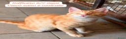 Europeo gatti in regalo: Tanti gattini desiderosi di trovare casa  a Provincia di Bergamo - Annuncio 3