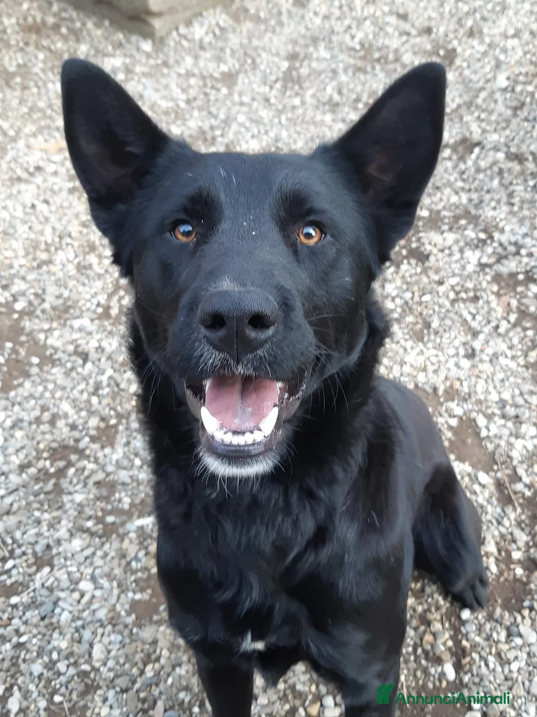 Meticcio cani in regalo: NATHAN, fantastico pastorino in nero! - Annuncio 1