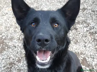 Meticcio cani NATHAN, fantastico pastorino in nero! - Annuncio 35