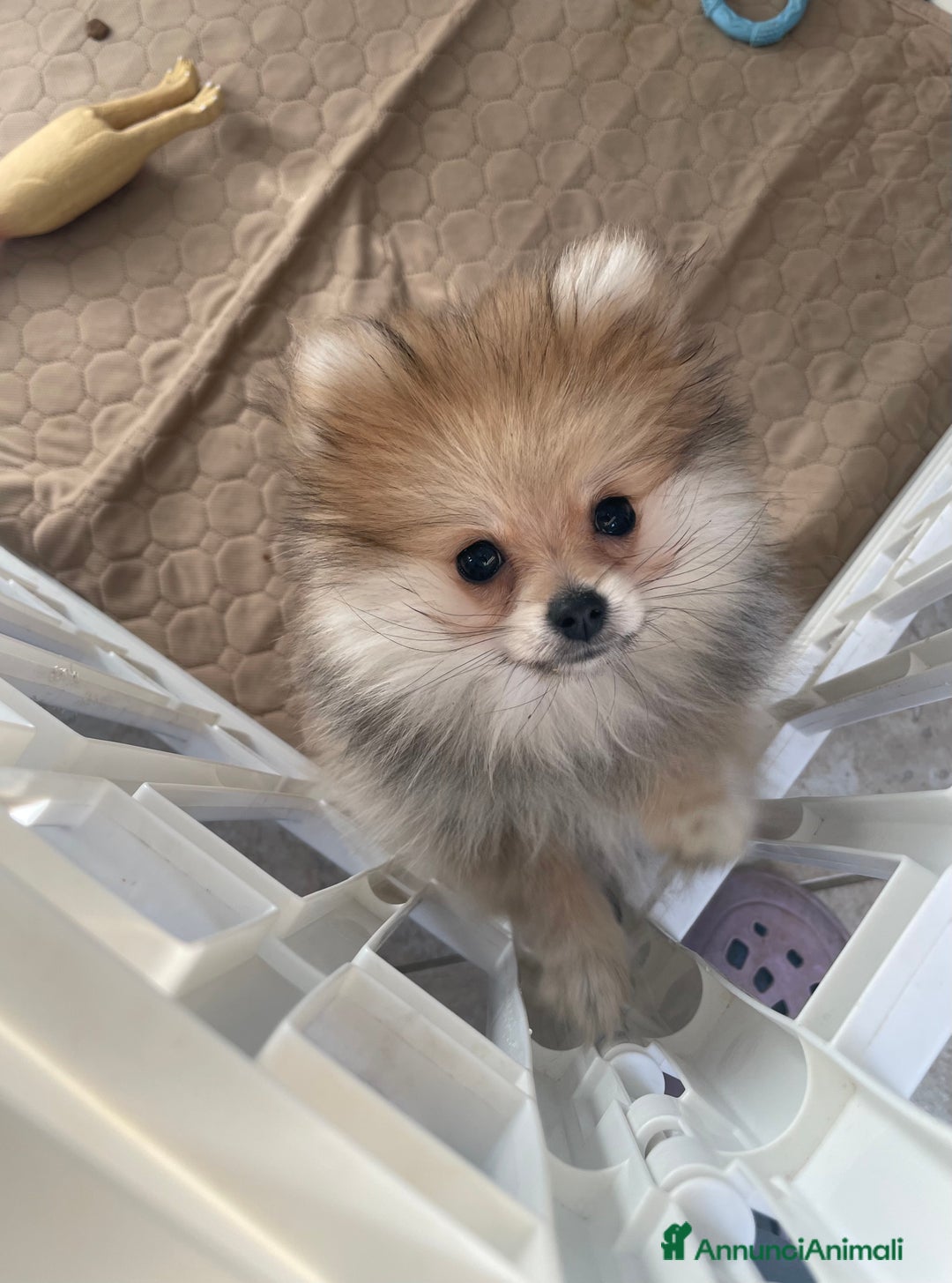 Volpino Pomerania cani in vendita: Spitz nano taglia mignon consegna a domicilio - Annuncio 2