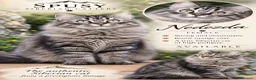Siberiano gatti in vendita: Cucciolo gatto Siberiano pedigree  a Città Metropolitana di Genova - Annuncio 3