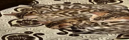 Bengala gatti in vendita: Cucciolo bengala - Annuncio 9