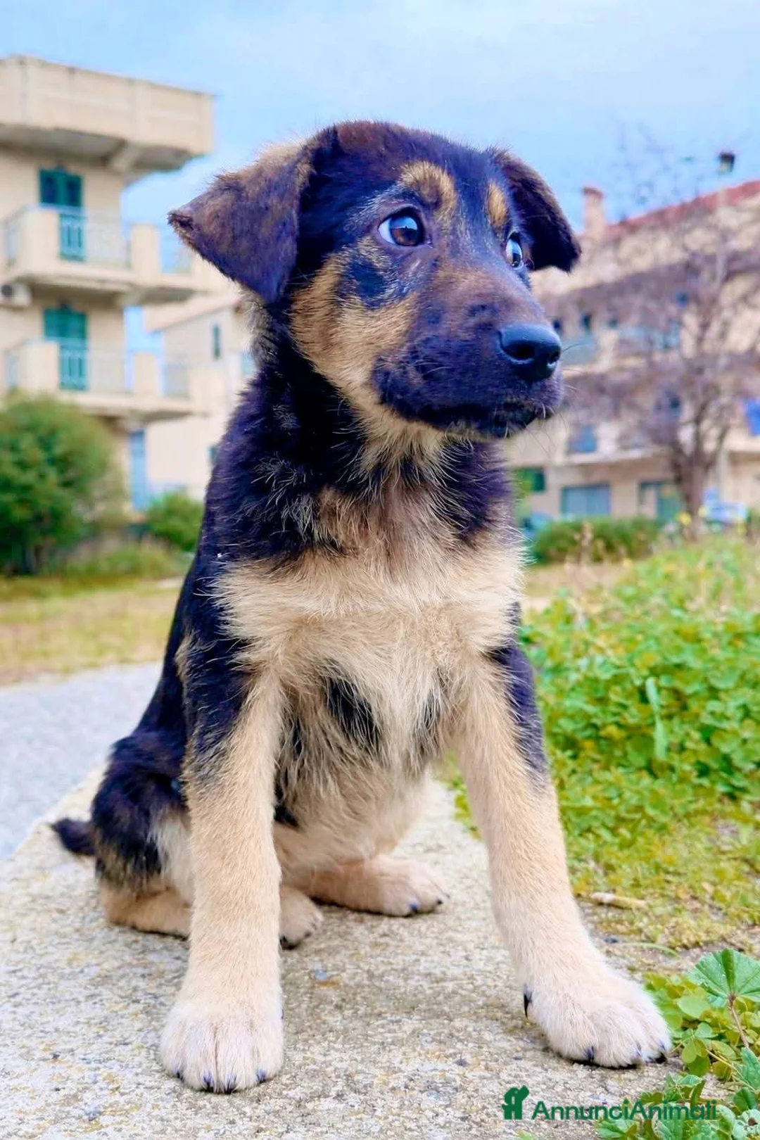 Pastore Tedesco cani in regalo: ADOZ.DEL CUORE: no allevatori! Cambiamole il dest - Annuncio 2