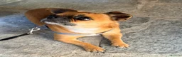 Chihuahua cani per accoppiamento: Femmina per accoppiamento  a Provincia di Cuneo - Annuncio 2
