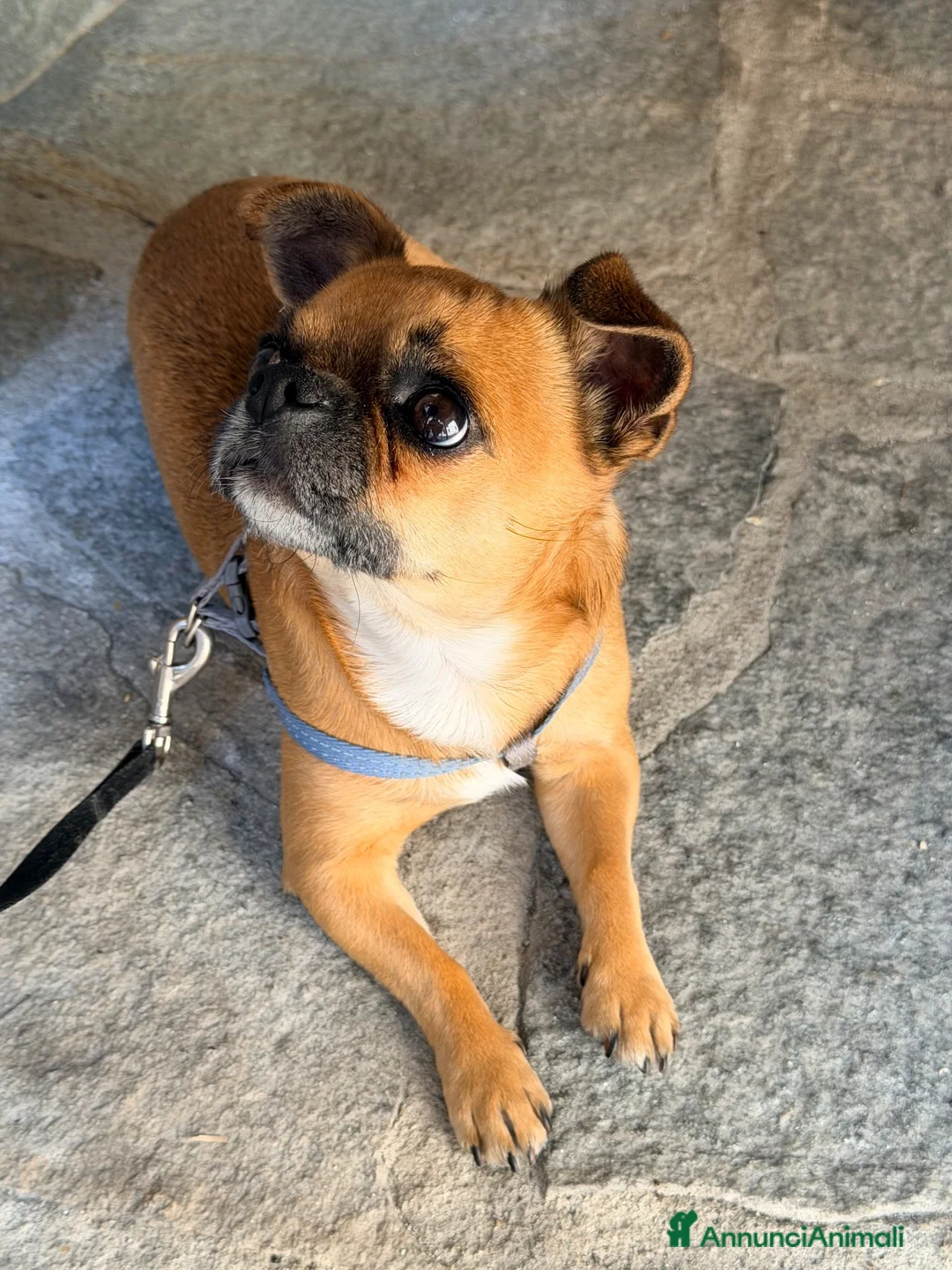 Chihuahua cani per accoppiamento: Femmina per accoppiamento  a Provincia di Cuneo - Annuncio 2