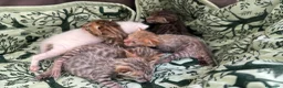 Meticcio gatti in vendita: Gattini Millefiori mix Bengal  - Annuncio 10