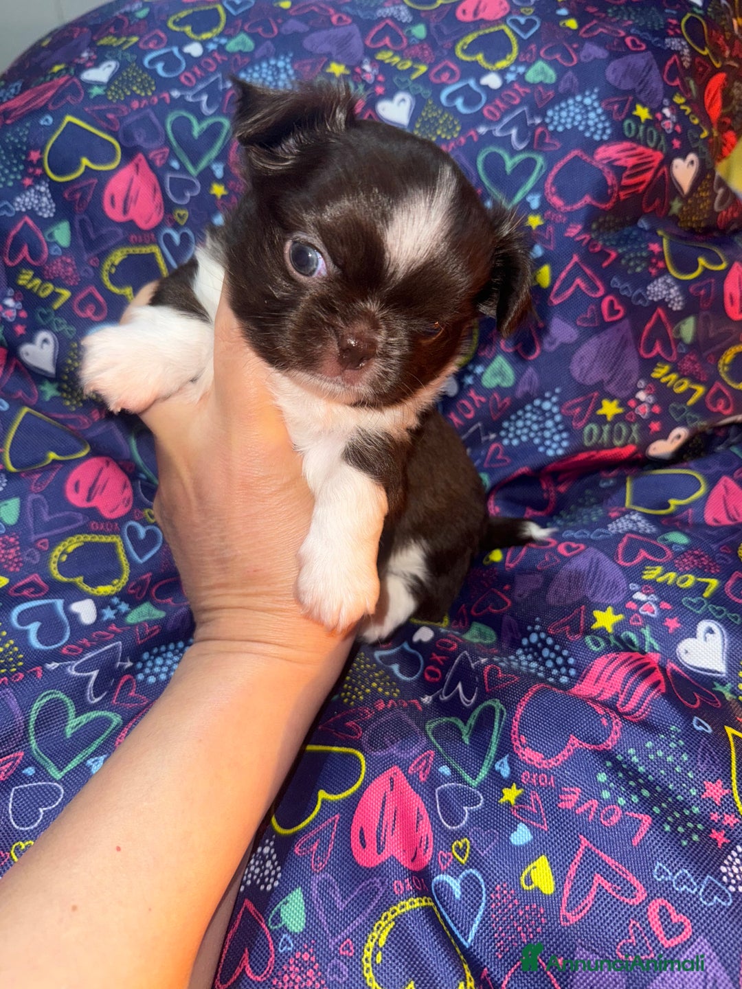 Chihuahua cani in vendita: Chihuahua pelo lungo  - Annuncio 3