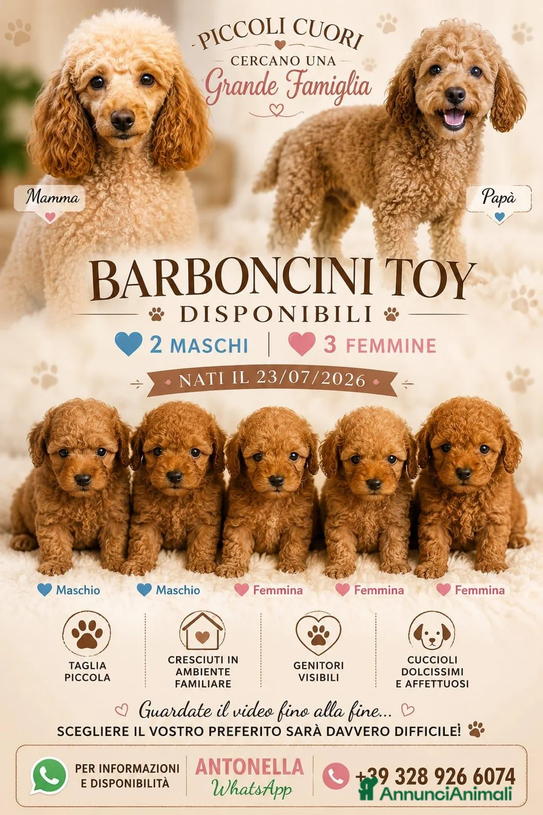 Barboncino Toy cani in vendita: Cuccioli di Barboncino toy - Annuncio 2
