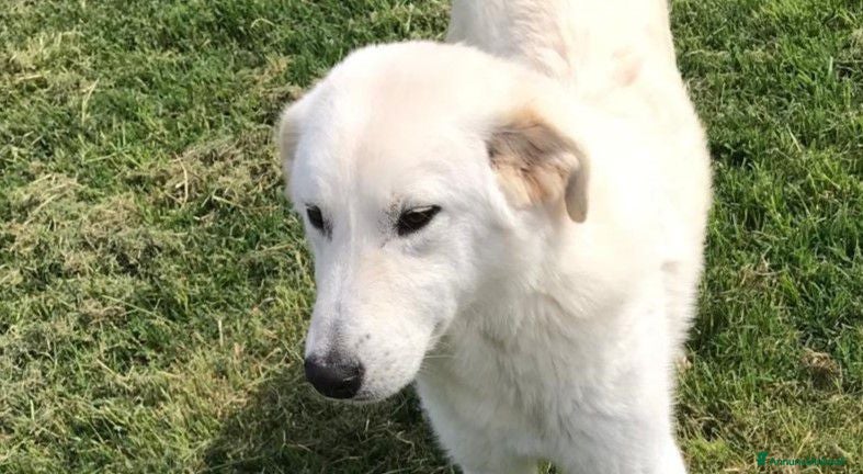 Meticcio cani ZIGULi' cucciolone da amare per sempre a Provincia di Latina - Annuncio 24