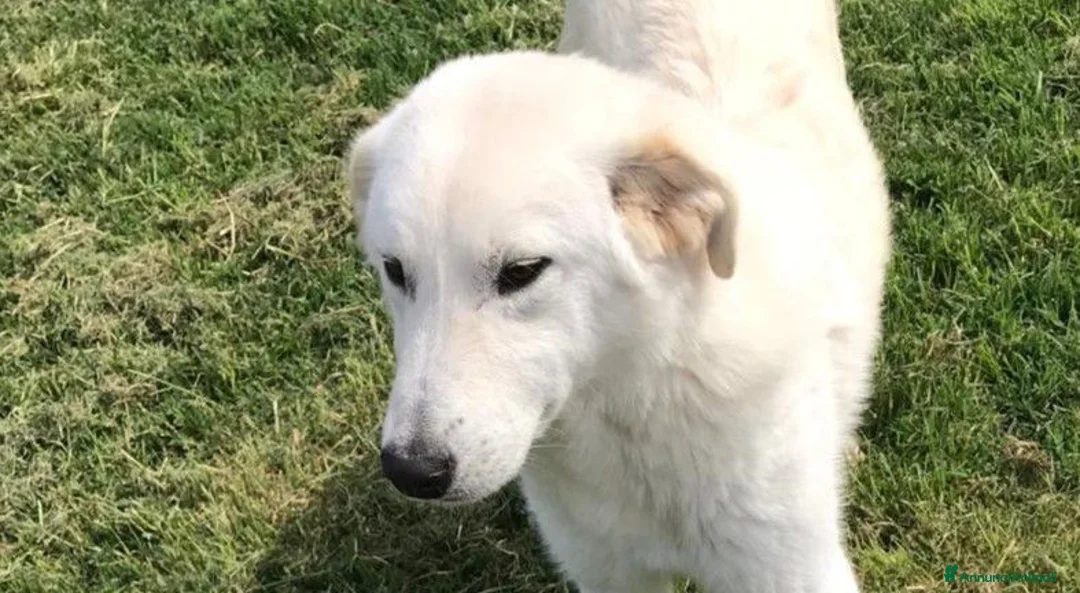 Meticcio cani in regalo: ZIGULi' cucciolone da amare per sempre a Provincia di Latina - Annuncio 1