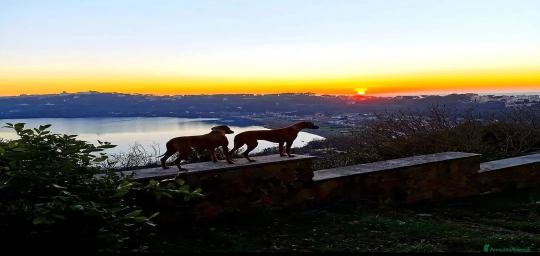 Immagine della galleria {{count}}