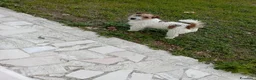 Jack Russell cani per accoppiamento: jack russell maschio per accoppiamento - Annuncio 2