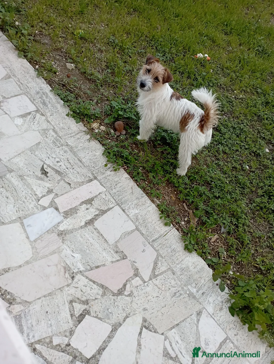 Jack Russell cani per accoppiamento: jack russell maschio per accoppiamento - Annuncio 2