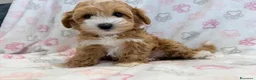 Maltipoo cani in vendita:  Bellissima cucciolata di Maltipoo F1 - Annuncio 11