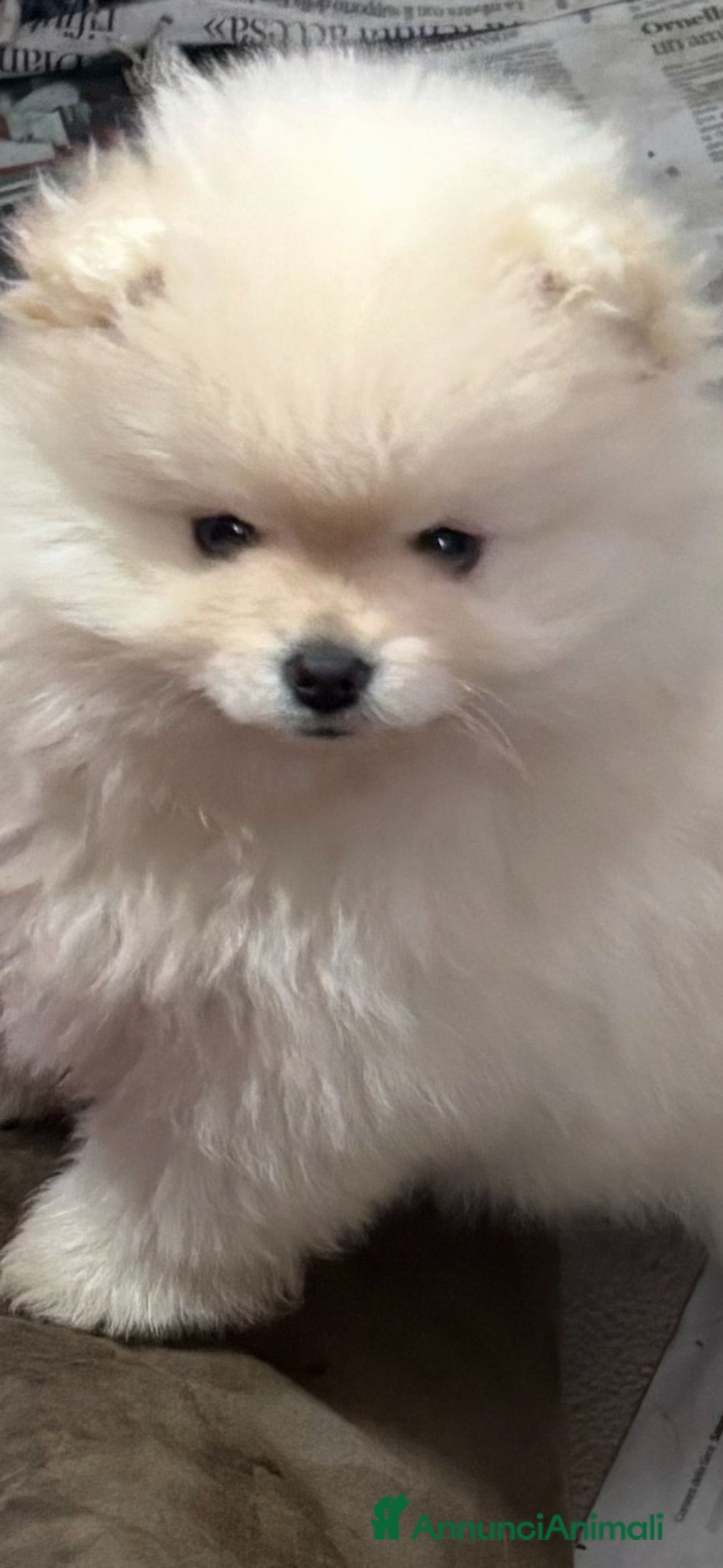 Volpino Pomerania cani in vendita: Cucciole di volpino di Pomerania  - Annuncio 2