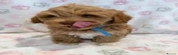 Maltipoo cani in vendita:  Bellissima cucciolata di Maltipoo F1 - Annuncio 5