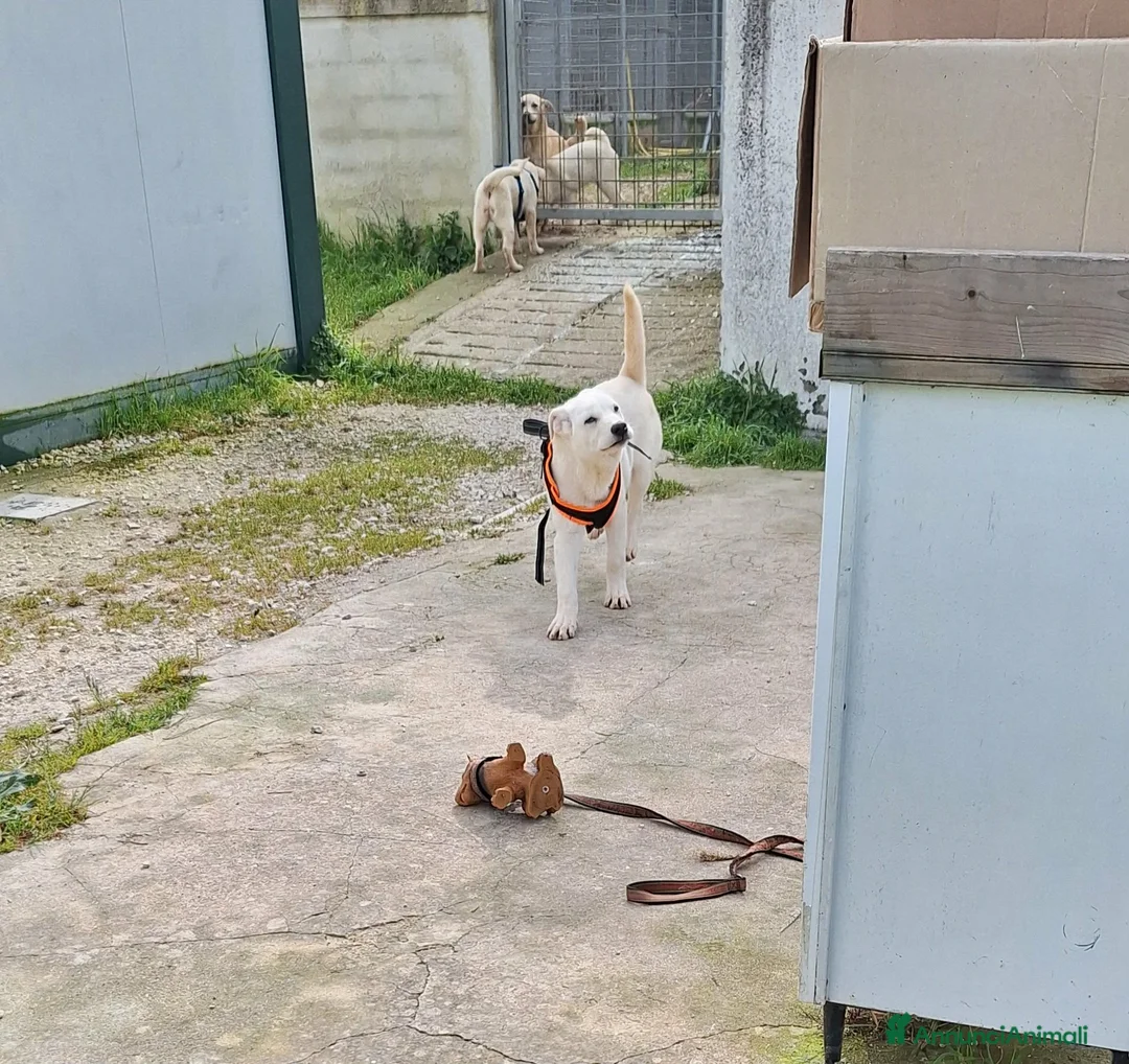 Meticcio cani in regalo: Zack stupendo e dolce cucciolo in adozione  - Annuncio 2