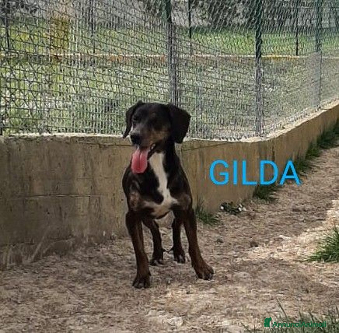 Segugio cani in regalo: GILDA buona con tutti i cani - Annuncio 4