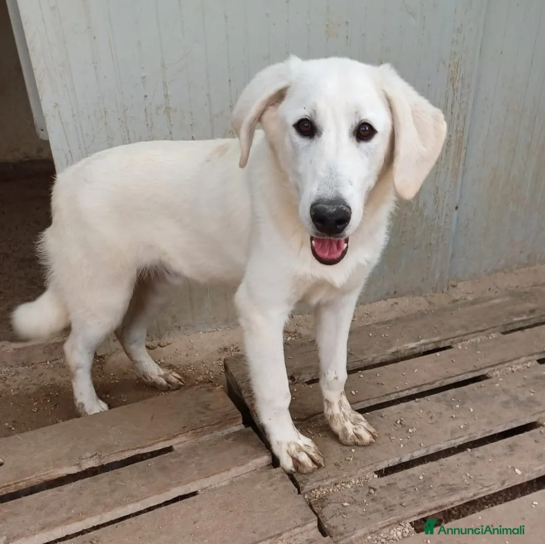 Meticcio cani in regalo: ZULEIA DEMYR E TINA SIMIL LABRADORINI - Annuncio 3