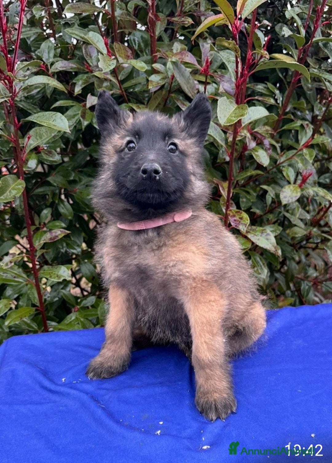 Pastore Belga cani in vendita: Cuccioli pastore belga Malinois  - Annuncio 8
