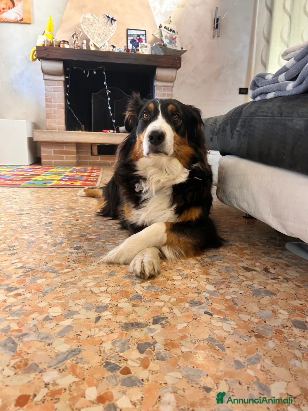 Australian Shepherd cani in vendita: Pastore australiano blue merle a Provincia di Padova - Annuncio 2