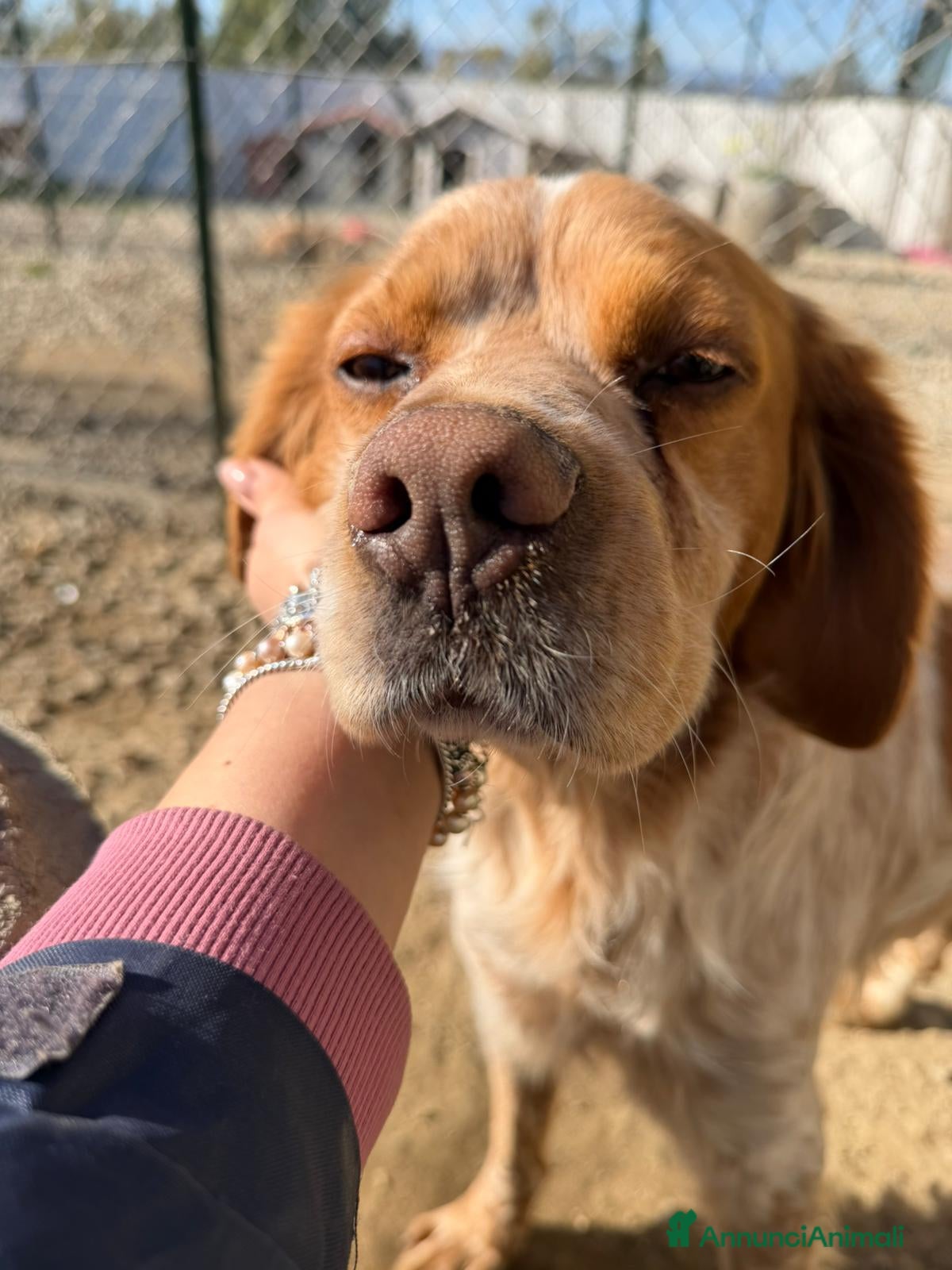 Breton cani Argo dolce ed equilibrato - Annuncio 1