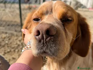 Breton cani Argo dolce ed equilibrato - Annuncio 15