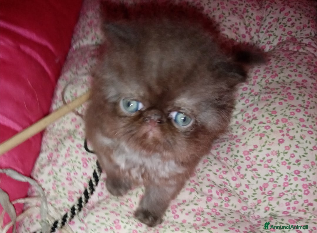 Persiano gatti in vendita: Cuccioli gatto Persiano pura razza  - Annuncio 6