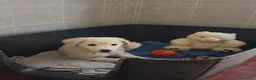 Meticcio cani in regalo: Tenero Romolo  - Annuncio 6
