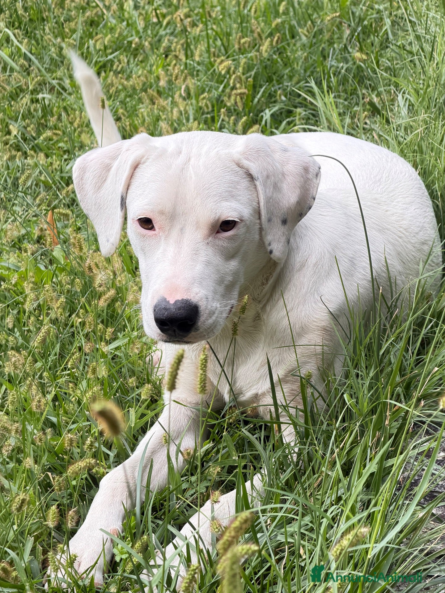 Meticcio cani Alina - Annuncio 26