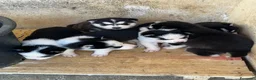 Husky cani in vendita: Cuccioli di Husky originali  - Annuncio 3