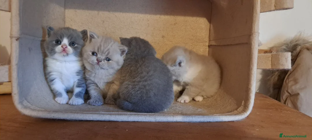British gatti in vendita: Cucciolo British shorthair maschio blu 3 mesi - Annuncio 2