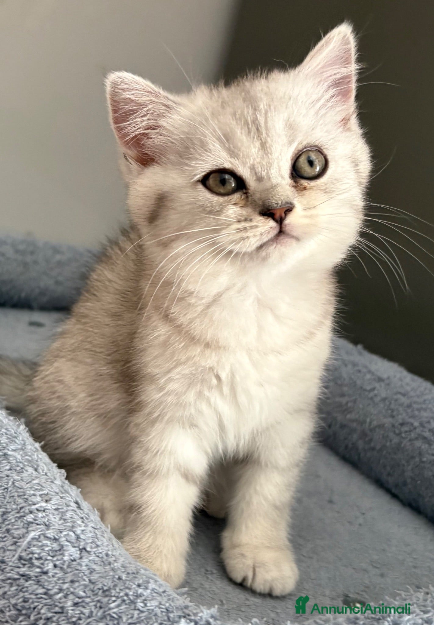 British gatti Scottish fold straight  - Annuncio 24