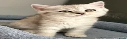British gatti in vendita: Scottish fold straight  - Annuncio 1