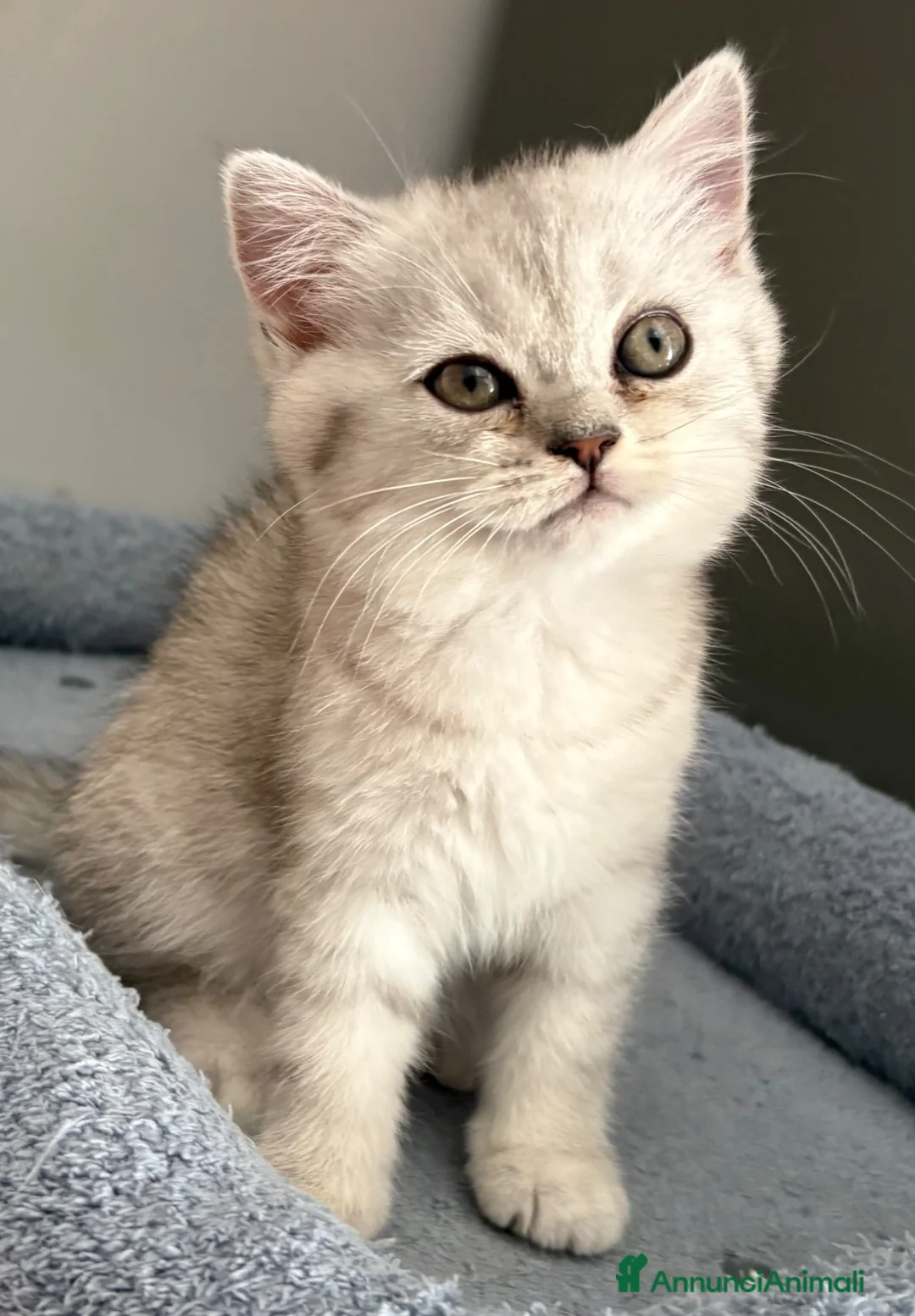British gatti in vendita: Scottish fold straight  - Annuncio 1