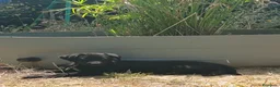 Meticcio cani in regalo: Cuccioli Borador mix Border e Labrador  - Annuncio 4