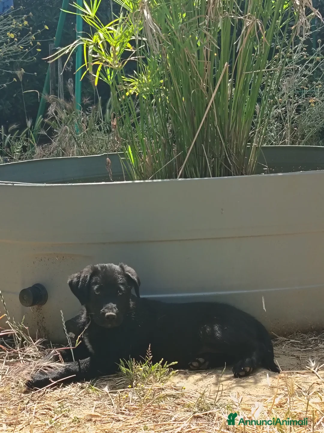 Meticcio cani in regalo: Cuccioli Borador mix Border e Labrador  - Annuncio 4