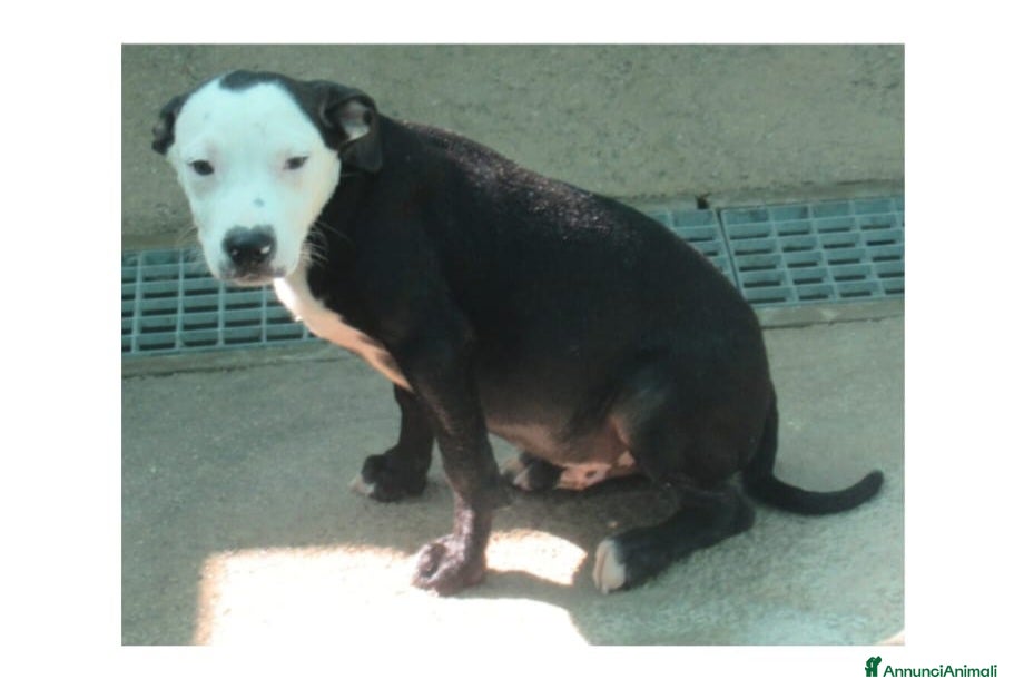 Pitbull cani Cucciolo simil amstaff - Annuncio 6